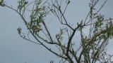 Perched Olive-backed Pipit