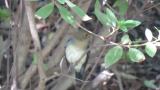 Juvenile male Blue-and-white Flycatcher