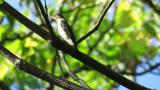 Juvenile male Blue-and-white Flycatcher