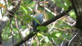 Juvenile male Blue-and-white Flycatcher