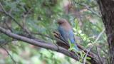 Juvenile male Blue-and-white Flycatcher