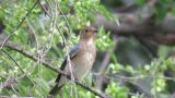 Juvenile male Blue-and-white Flycatcher