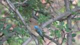 Juvenile male Blue-and-white Flycatcher