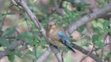 Juvenile male Blue-and-white Flycatcher
