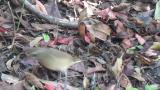 Female Siberian Rubythroat
