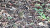 Female Siberian Rubythroat, foraging