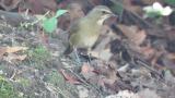 Female Siberian Rubythroat, foraging