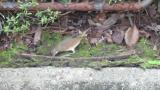 Female Siberian Rubythroat, foraging very quickly
