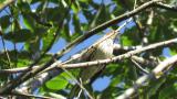 Little Bunting