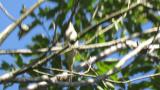 Little Bunting