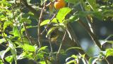 Japanese Yellow Bunting