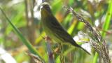 Japanese Yellow Bunting