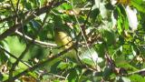 Japanese Yellow Bunting