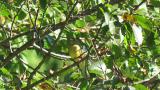 Japanese Yellow Bunting