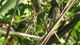 Japanese Yellow Bunting