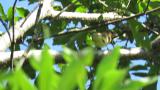 Japanese Yellow Bunting from below