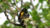 Adult male Narcissus Flycatcher