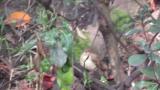 Female or juvenile Narcissus Flycatcher calling