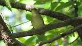 Female or juvenile Narcissus Flycatcher calling