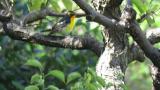 Adult male Narcissus Flycatcher