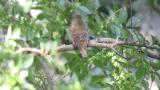 Female or juvenile Narcissus Flycatcher