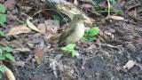 Female or juvenile Narcissus Flycatcher on the ground