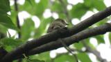 Female or juvenile Narcissus Flycatcher
