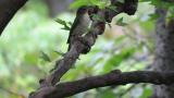 Female or juvenile Narcissus Flycatcher