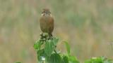 Bull-headed Shrike