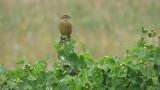Bull-headed Shrike