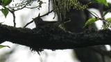 Asian Brown Flycatcher, nest building
