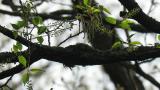 Asian Brown Flycatcher, nest building
