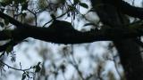 Asian Brown Flycatcher, nest building