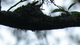 Asian Brown Flycatcher, nest building