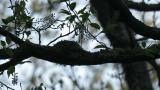 Asian Brown Flycatcher, nest building