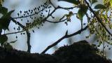 Asian Brown Flycatcher, nest building