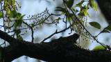 Asian Brown Flycatcher, nest building