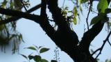 Asian Brown Flycatcher, nest building