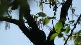 Asian Brown Flycatcher, nest building
