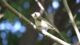 Asian Brown Flycatcher