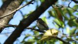 Asian Brown Flycatcher, bill cleaning