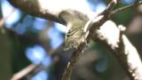 Asian Brown Flycatcher