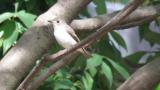 Asian Brown Flycatcher