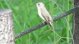 Asian Brown Flycatcher calling