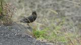 Blue Rock Thrush