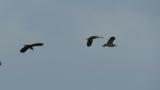 Black-crowned Night-herons in flight