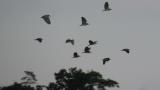 Black-crowned Night-herons in flight