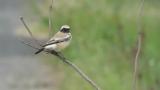 Desert Wheatear, tail movement
