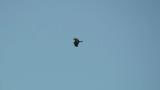 Western Osprey in flight