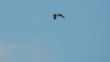 Western Osprey in flight